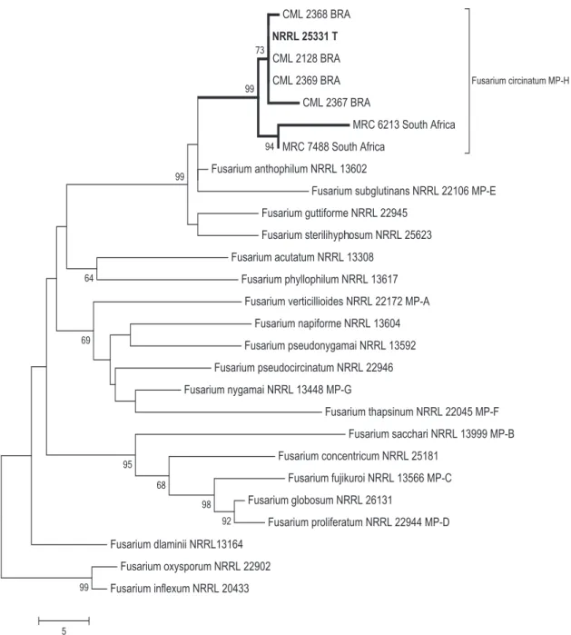 FIGURE  1  -  One  of  11  maximum  parsimony  phylograms  inferred  from  the  combined  datasets  of  cmd   and  tef1   showing  the  relationship of isolates associated with pitch canker of  Pinus  in Brazil with species in the Gibberella fujikuroi spec