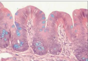 Fig. 2 Fotomicrografia dos cecos de aves com 20 dias de idade de- de-monstrando as células CD8+ na mucosa intestinal e coradas  em marrom