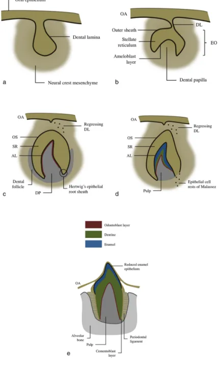 Figure 4. Diagram of tooth development during (a) the bud stage (8th week), (b) cap stage (10th week), (c) bell stage (12th week), (d) apposition stage (variable) and (e) maturation stage (variable)