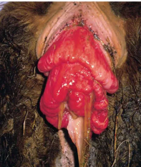 Figura 3: Prolapso vaginal de grau 4 (Adaptada de Blowey &amp; Weaver, 2011 ) 