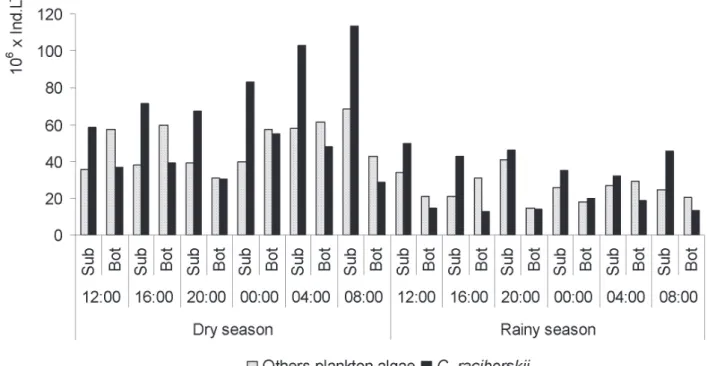 Figure 2. Total density of phytoplankton (without C. raciborskii) and density of C. raciborskii at subsurface and bottom of Mundaú reservoir at different times of  the day in the dry and rainy seasons