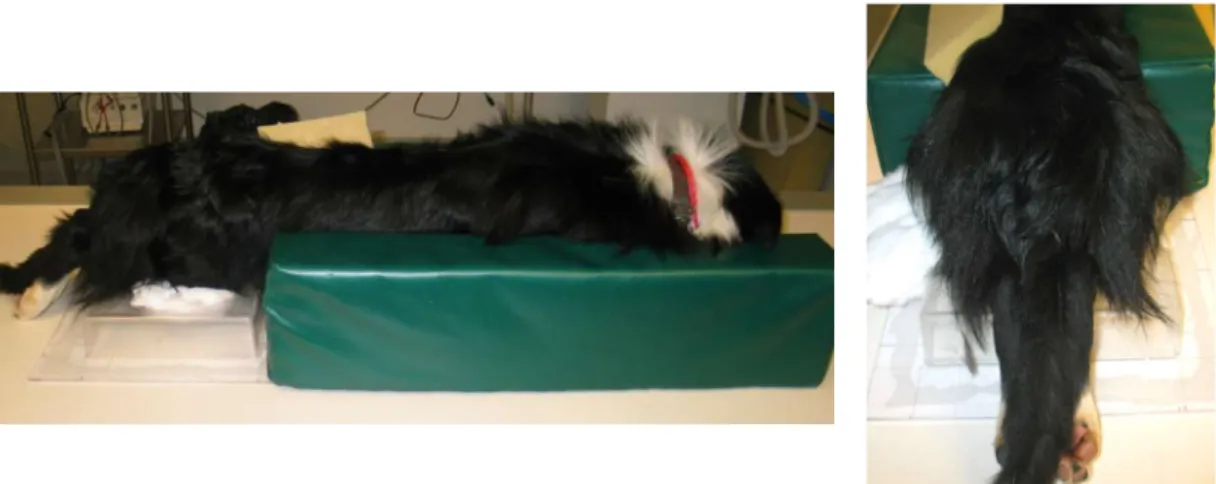 Figure 4: Animal placement for the dorsolateral subluxation test radiograph. Cornell University  Hospital for Animals
