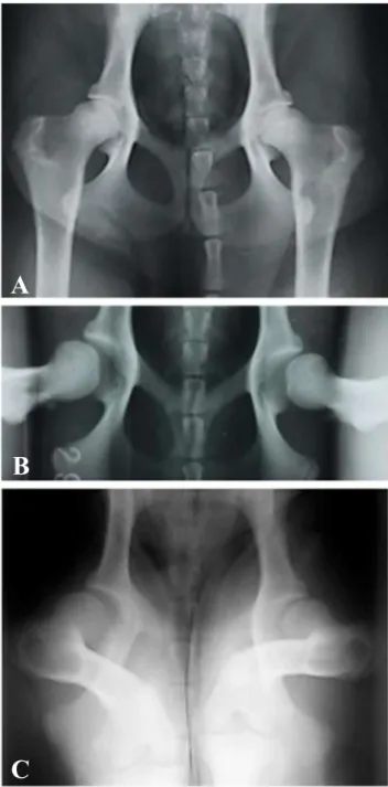 Figure 9: Hip views of an 8 months old dog. (A)  Ventrodorsal hip extended projection with a Norberg  angle &gt;105°