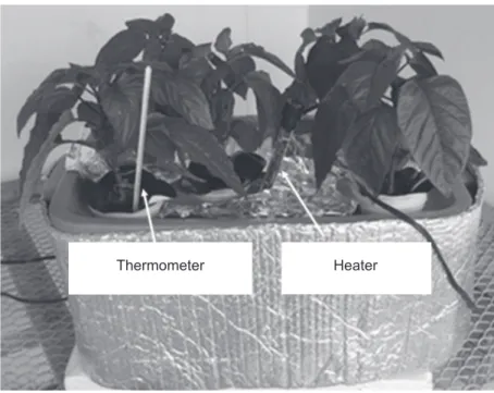 FIGURE  1  -   Single-plant hydroponic units with pepper plants in a temperature- temperature-controlled water bath.