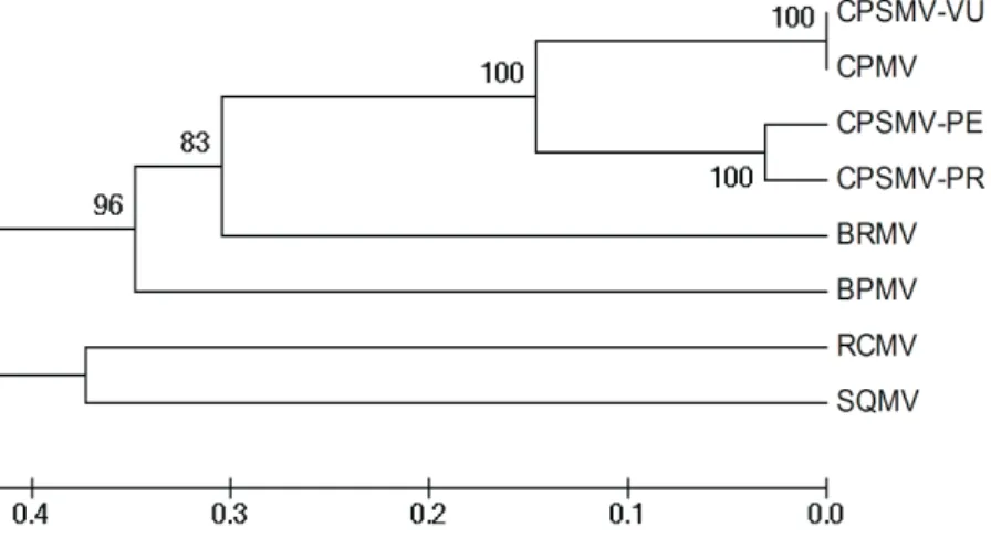 FIGURE  2  -  Phylogenetic  tree  based  on  the  capsid  protein  gene  (nucleotide  sequences) showing the relationship between CPSMV-PE (GQ229416) and other  viruses from the genus Comovirus using the UPGMA method 