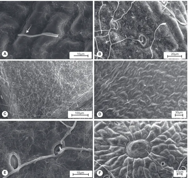 FIGURE  1  -  Scanning  electron  microscope  of  eucalypt  leaf  tissue  infected  by Quambalaria  eucalypti:  A