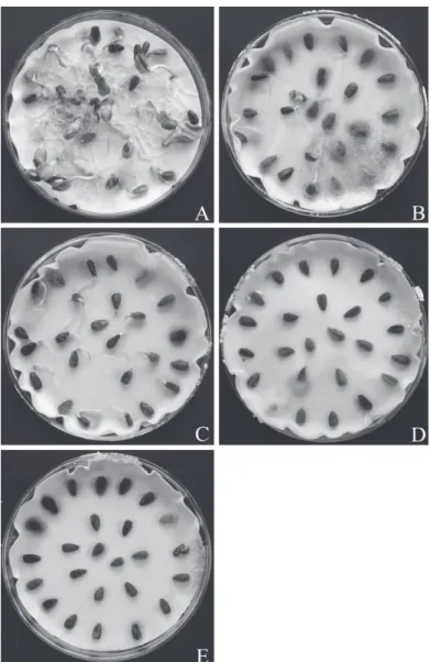 FIGURE  2  -  Sunflower  seed  blotter  moistened  with  distilled  water  (control A)  and  osmotic  solutions  prepared  with  mannitol  at  different  potentials: -0.8 MPa (B), -1.0 MPa (C), -1.2 MPa (D) and -1.4 MPa (E).