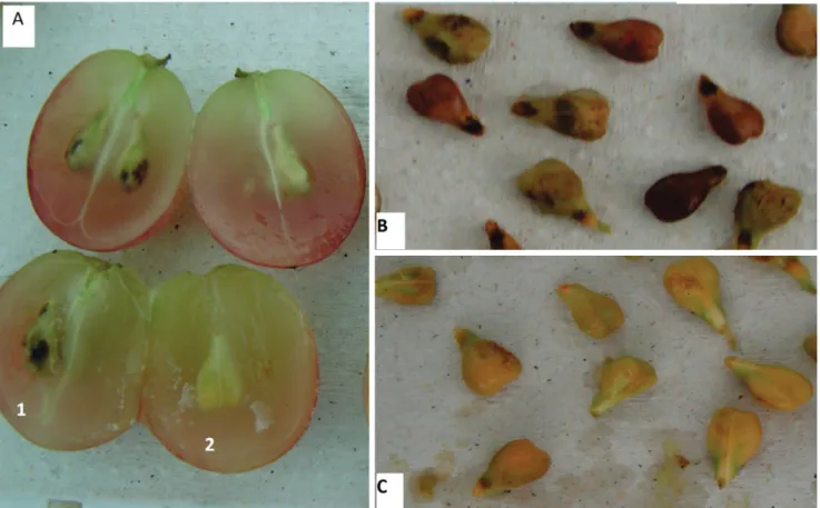 FIGURE 1 -  Berries and seeds of the Red Globe variety.  A . Asymptomatic berries with symptomatic (1) and asymptomatic seeds (2);  B 