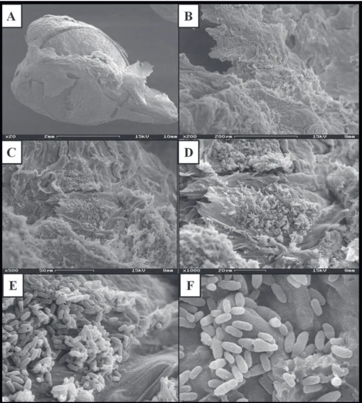 FIGURE  2  -   Scanning  electron  microscopy  from  grape  seeds  of  the  Red  Globe  variety