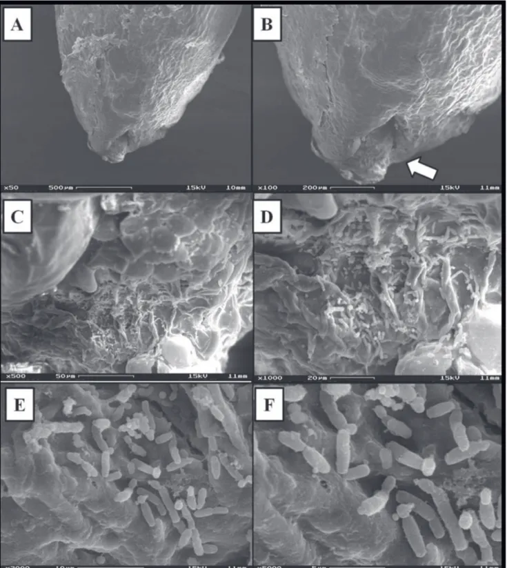 FIGURE 3 -  Scanning electron microscopy of asymptomatic grape seeds of the Red Globe variety
