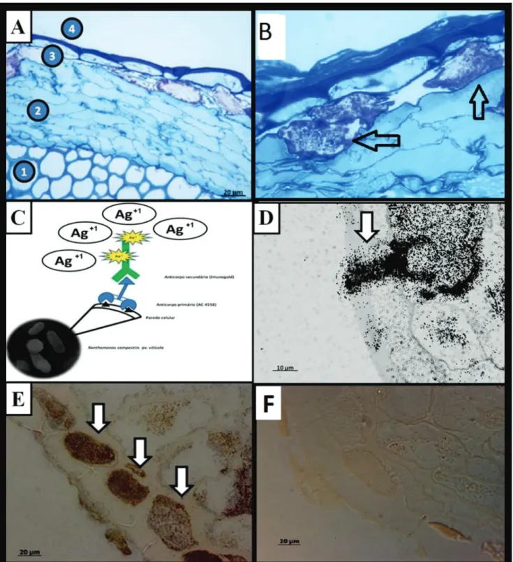 FIGURE 4 - A.  Bright field optical microscopy of seed transversal sections of asymptomatic grapes of the Red Globe variety stained with  0.1% toluidine blue