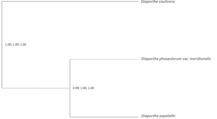 FIGURE 1  - Multilocus Bayesian species delimitation results assuming a 3-species guide tree