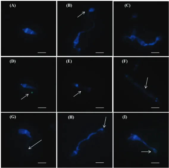 FIGURE  4  -  Conidial  germination  and  appressorial  formation  of  Magnaporthe  oryzae  treated  with  cerulenin  (1.0  µg.mL -1 )  produced  by  Sarocladium  oryzae   under  fluorescent  light  optical  microscope  (600x)