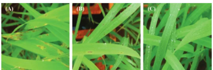 TABLE  1  -  Efficiency of crude extract (cerulenin 100 µg.mL -1 )  from Sarocladium oryzae on leaf blast suppression