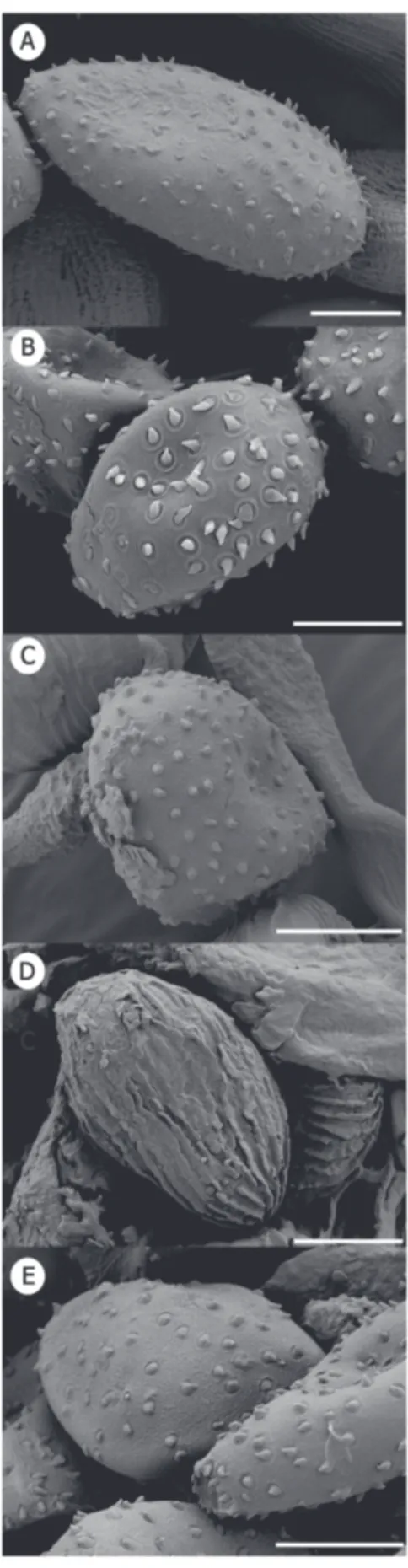 FIGURE  3  -   Mature  urediniospores  of  Uromyces   spp.  on  Loranthaceae, as seen under SEM
