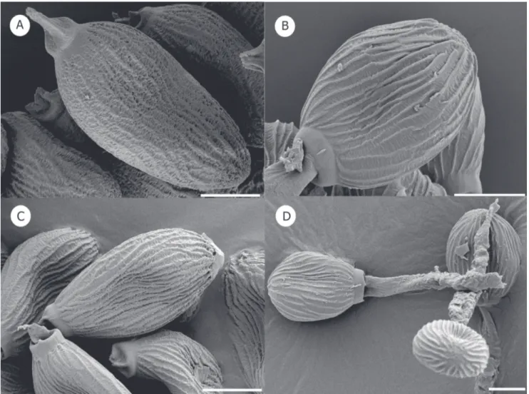 FIGURE 4  - Mature teliospores of  Uromyces  spp. on Loranthaceae, as seen under SEM.  A 