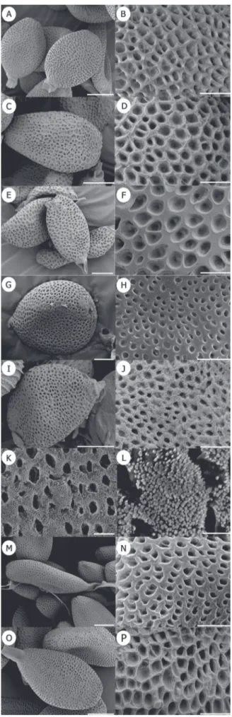 FIGURE 5 -  Mature teliospores and ornamentation of  Uromyces spp. on Loranthaceae, as seen by SEM