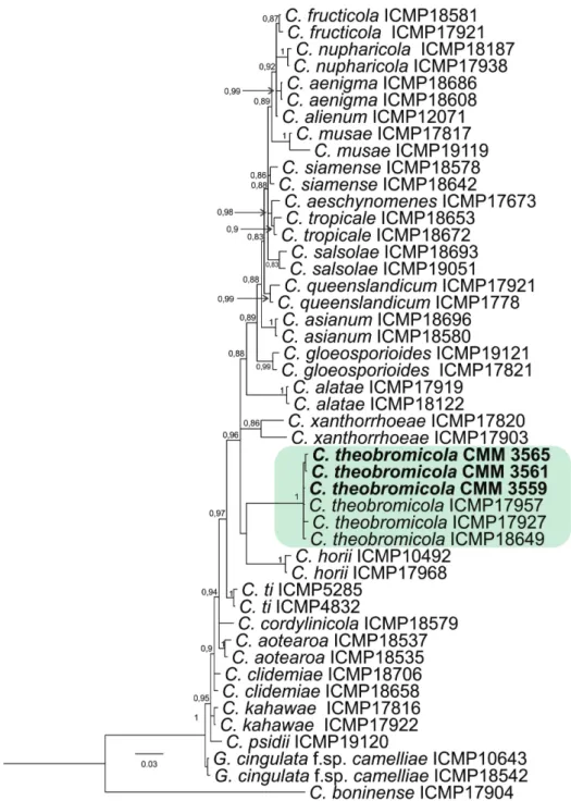 FIGURE  2  -  Multi-locus  phylogenetic  tree  inferred  from  Bayesian  analysis  using the ITS, β-tubulin and  GAPDH  regions