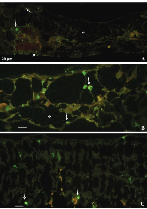 FIGURE 3 -  Immunofluorescence assay to detect p29 protein, putative capsid protein of CiLV-C, using antibody  against p29 expressed in a bacterial system