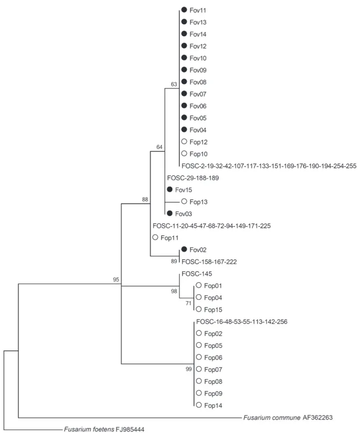 FIGURE 1  - Maximum Likelihood tree constructed with partial EF-1α gene sequences of strains of  Fusarium oxyporum  f