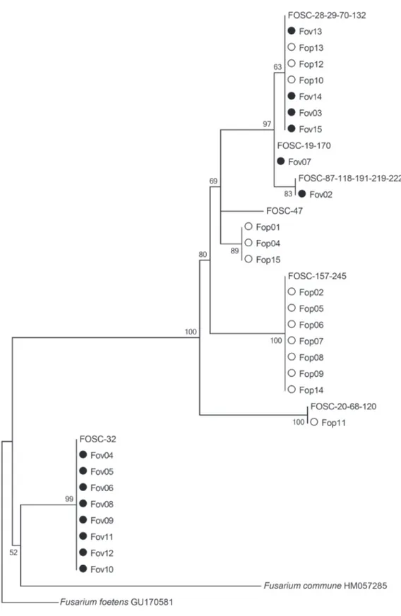 FIGURE  2  - Maximum Likelihood tree constructed with partial IGS rDNA of strains of  Fusarium