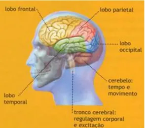 Figura 1 – Anatomia do Cérebro   