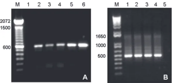 FIGURE 2 -  Analysis of rolling-circle  amplification  (RCA)  products  with  Badnavirus  primers  1A/4’  on  DNA  from leaf extracts of ‘Nanicão  Jangada’-13