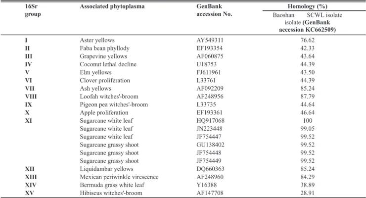 FIGURE 3  - Phylogenetic distance tree constructed by the neighbor-joining method, comparing the 16S rDNA sequence of the present  study (sugarcane white leaf from Baoshan, Yunnan, China) with those of other representative phytoplasmas from GenBank