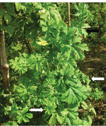 FIGURE 1  - Little leaf symptom on naturally infected bitter gourd  plants exhibiting yellowish green, thickened, puckered leaves and  internodes shortening (white arrow) compared to normal healthy  vine (black arrow).