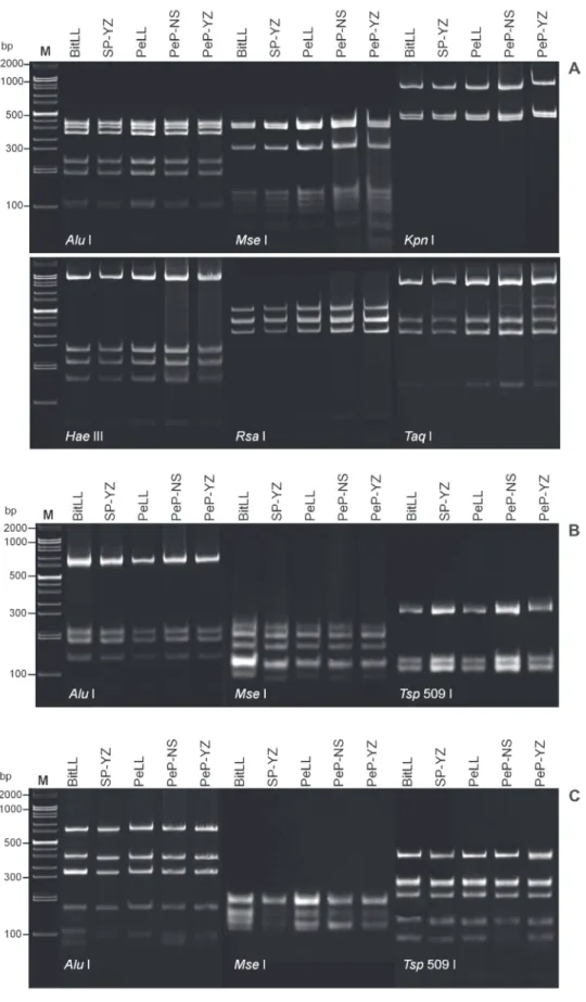 FIGURE 2 - RFLP profiles of A. 16S rRNA, B.   rp,  and C.  secY  gene sequences from bitter gourd  little leave (BitLL), sesame phyllody (SP-YZ), periwinkle little leave (PeLL), periwinkle  phyllody-Ngwesaung (PeP-NS) and periwinkle phyllody-Yezin (PeP-YZ)