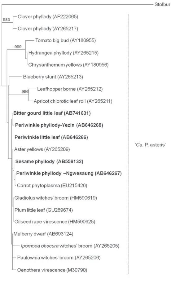 FIGURE 3  - Phylogenetic tree constructed by neighbor-joining analysis of   A.  16S rRNA,  B