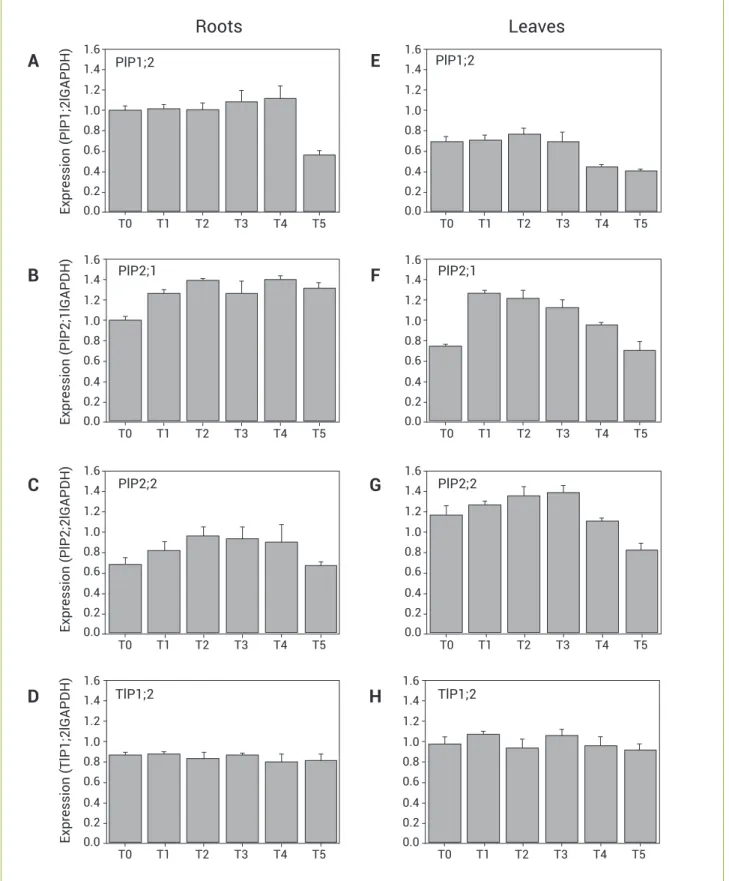 Figure 5. Semi-quantitative RT-PCR expression analysis of coffee aquaporins in C. arabica cv