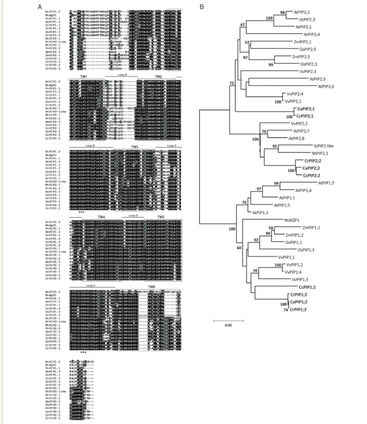 Figure 1. Deduced amino acid sequences of PIP proteins in different Coffea species and their phylogenetic tree