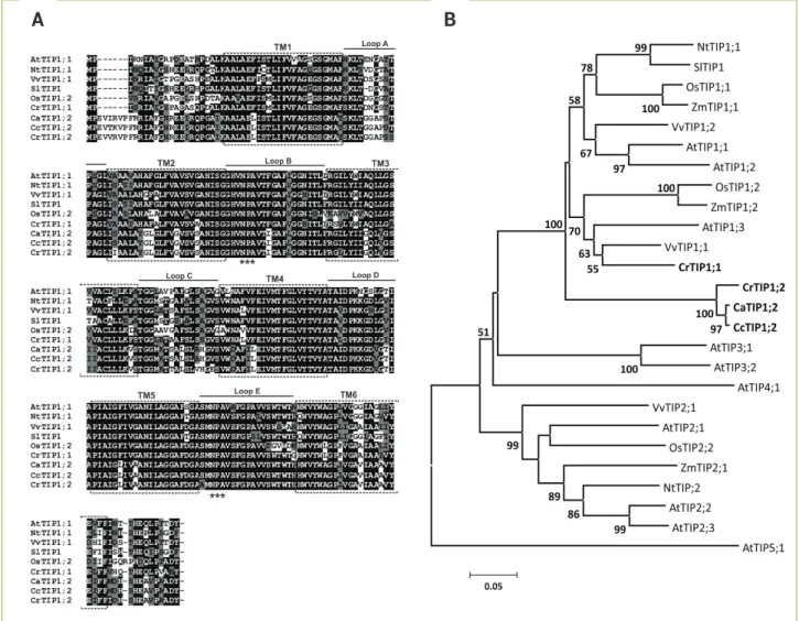 Figure 2. Deduced amino-acid sequences of TIP proteins in different Coffea species and their phylogenetic tree
