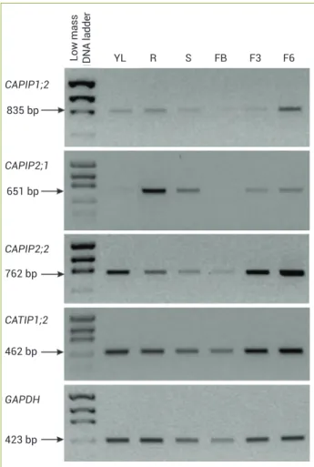 Figure 3. Expression patterns of PIP and TIP genes in various  organs of a coffee plant (C