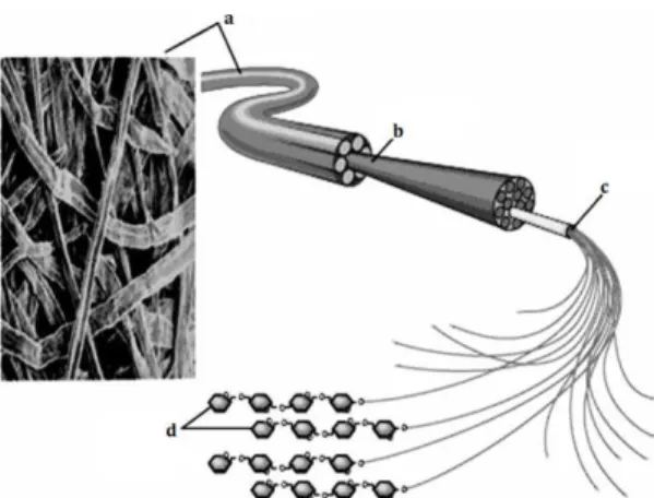 Figure 3 - Cellulose fibrillar structure: a) cellulose fibers, b) macrofibers, c) microfibers, and d)  cellulose chains