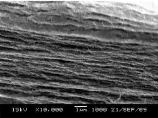 Figure 14 - SEM micrographs of the cross section of BC/PS nanocomposites.[45] 