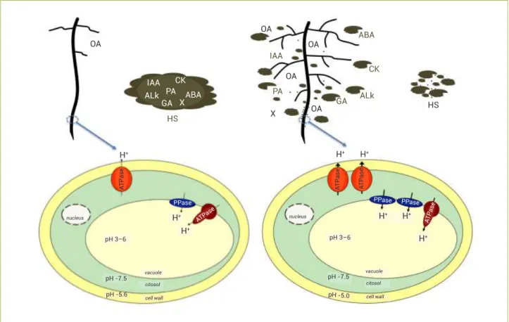 Figure 1. Hypothesis of the humic substances (HS) interaction with plant roots and its effects on plant physiology