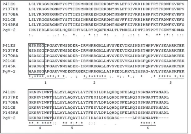 FIGURE  1  -  Comparison  of  deduced  amino  acid  sequences of the RdRp  of  representative  isolates  of  PMeV  and  Phleobiopsis  gigantea  Mycovirus  2  (PgV-2).