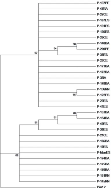 FIGURE  2  -  Phylogenetic  tree  based  on  the  deduced  amino  acid  sequence  of  the  putative  RdRp  from  32  isolates  of  papaya  meleira  virus  (PMeV)  from  Brazil  and  a  member  of  the  family  Totiviridae,  Phebiopsis  gigantea   virus  2 