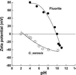 Fig. 6 displays the zeta potential of C. xerosis cells and of fluorite particles as a function of pH.