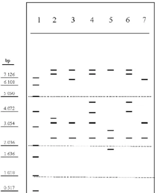 Figure 1: Schematic representation of six L. monocytogenes ribotype patterns.