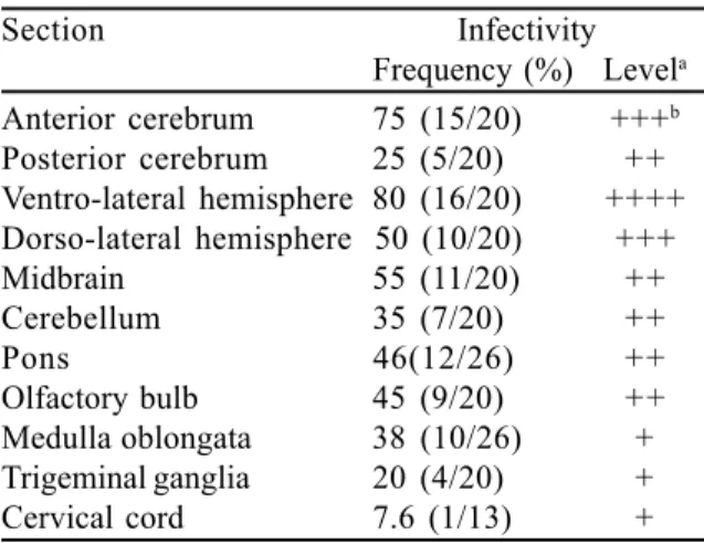 Table 3. Infectivity in the central nervous system (CNS) of rabbits showing neurological signs following inoculation with bovine herpesvirus type-5 (BHV-5) strain EVI-88.