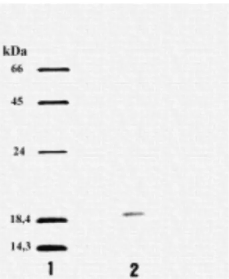 Table 2. Some kinetic properties of the purified ß-xylanase II produced by A. fumigatus Fresenius.