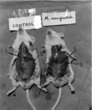Figure 1. Photography of mice (control and inoculated with sublethal doses of M. aeruginosa)