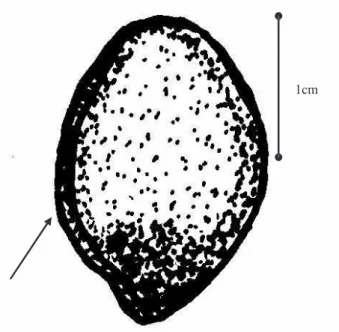 FIGURE 1. Schizolobium amazonicum seed. The arrow indicates the spot of manual scarification used in T 1 