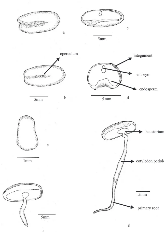 FIGURE 1.   Phoenix roebelenii  pyrenes: a – ventral face; b – dorsal face; c – longitudinal section; d – transversal section; e – embryo;
