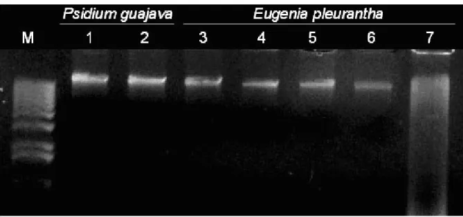FIGURE 2. Agarose gel of genomic DNA extracted from guava (Psidium guajava) seeds (lanes 1 and 2) and Eugenia  pleurantha embryos (lanes 3-7), with different moisture contents (MCs)