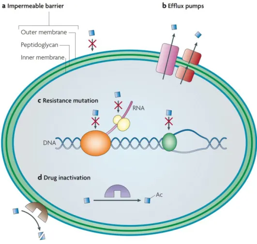 Figure  4  –  Main  mechanisms  of  resistance  in  gram-negative  bacteria.  a)  Impermeable  barriers