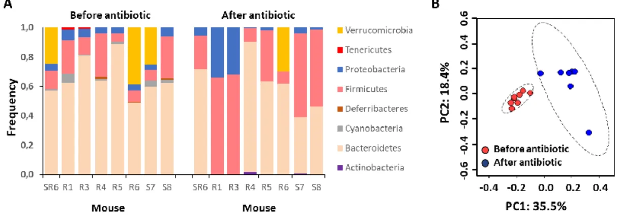 Figure 3 – The effect of antibiotic treatment in microbiota composition. A) Microbiota  composition  at  the  phylum  level  of  mutant  versus  wild-type  competitions,  before  and  after  antibiotic  treatment,  estimated  through  16S-based  metagenomi